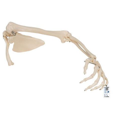3B SCIENTIFIC Arm Skeleton with scapula - w/ 3B Smart Anatomy 1019377
